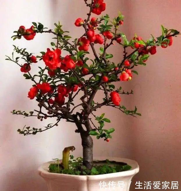 福建人爱养花草盆景，他们对花草形态是有“高要求”的！