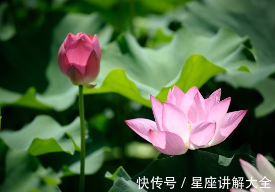 相霉运散|步入8月下旬，4属相霉运散好运来，桃花开横财来，生活美好