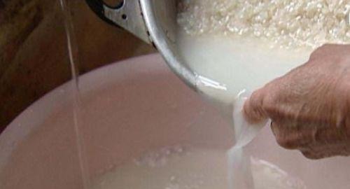 张大爷养君子兰,1年就用2种肥料,长的根旺叶绿,开花多、不夹箭