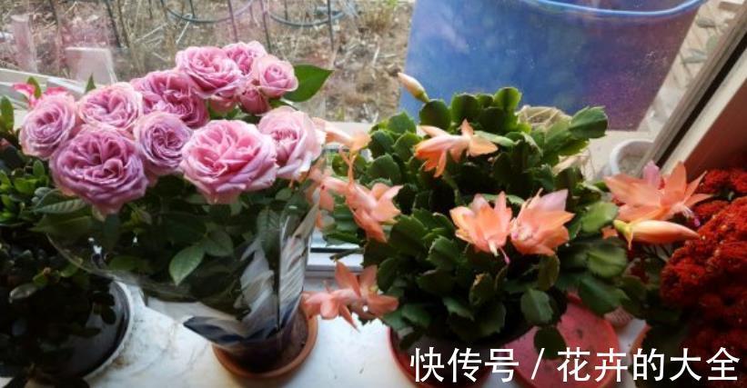 枝干|微型月季“香香公主”,花期长又皮实,花朵色多量大香味浓
