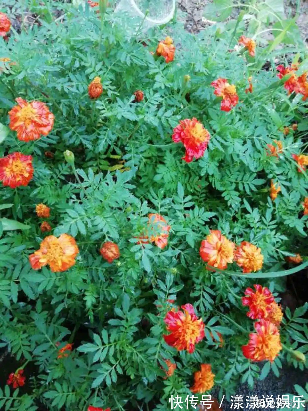 荆芥|7种花最干净,门口、窗台放一盆,蚊虫不敢靠近!