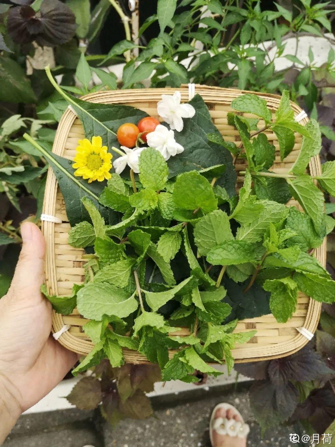 8种花夏天太容易死,现在赶紧扦插,死了也不心疼!