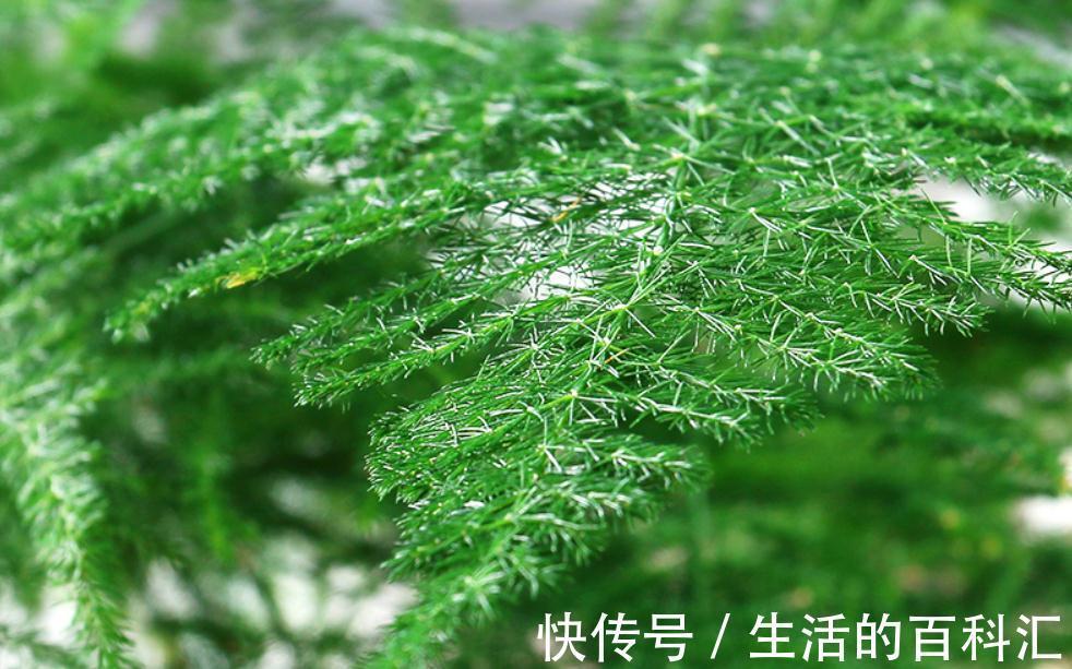 文竹秋季养护抓住重点,叶片不发黄,植株长势快,还能增强抵抗力