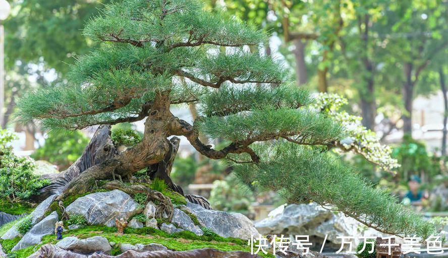 盆景|黑松盆景枝干横展，树冠如伞盖，针叶浓绿，四季常青，树姿古雅