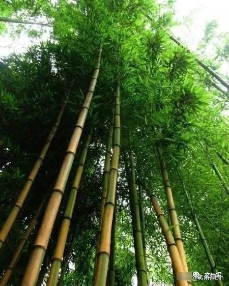 制成|原来竹子也可以制成各种文玩,这六种竹子制的文玩盘好太好看了