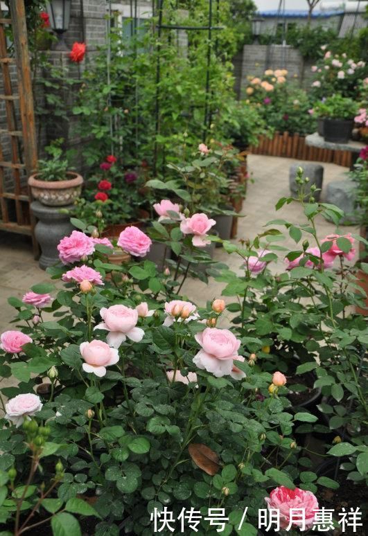 100㎡屋顶打造“花园露台”,网友直呼太壮观了,仿似人间仙境