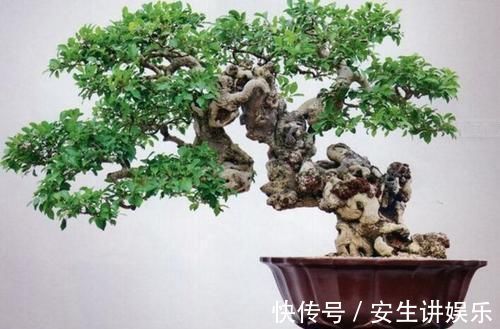 种花|阳台再小,也要养3种花,小盆就能养,盆小水少长得快!