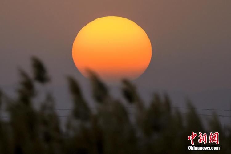 夕阳|新疆博湖初冬芦苇映夕阳