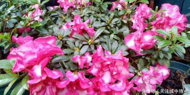这花真是太难养了,买一盆死一盆,新手还是要谨慎!