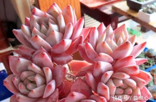 雪兔|多肉粉蓝鸟和雪兔都非常的好养，那么哪个品种更适合阳台养护呢？