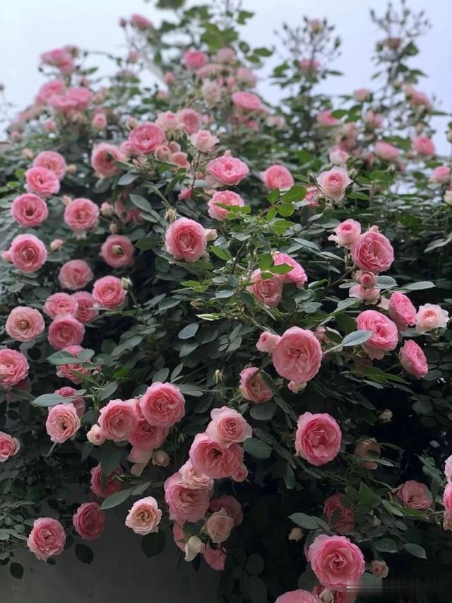 圆滚滚的绣球，瀑布般的花墙，这届花友也太会种花了吧