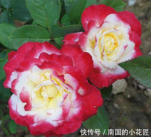 迷人|养这5种月季花赚大了,全年不断花,花香很迷人,花名也极具品位