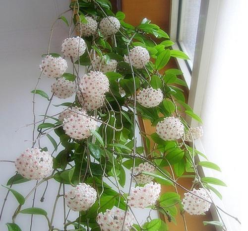 花墙|1种懒人花,丢水里就能活,爬满阳台开成花墙,值得拥有