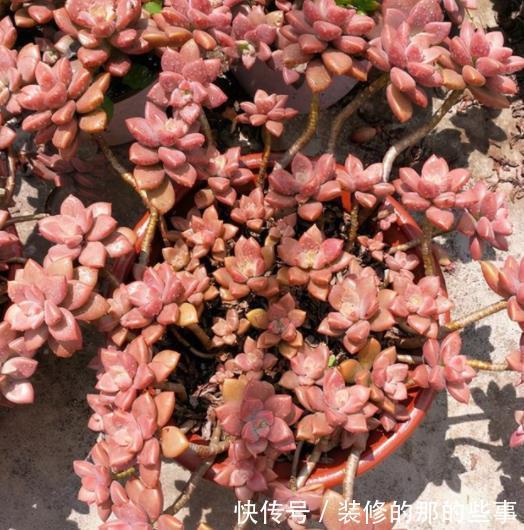 不足一平方的小窗台上，摆上4种高颜值花，皮实好养长势旺