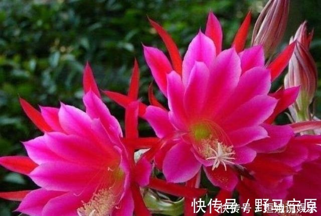 香味|超漂亮的5种花卉,长势好、花色艳,开花硕大香味浓