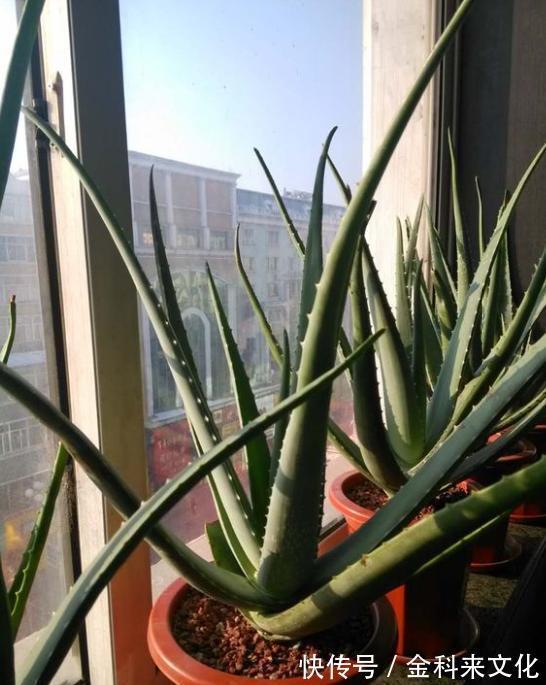 叶片|不会养芦荟，记住几个技巧，一年长到爆盆，叶片肥厚，呼呼冒芽