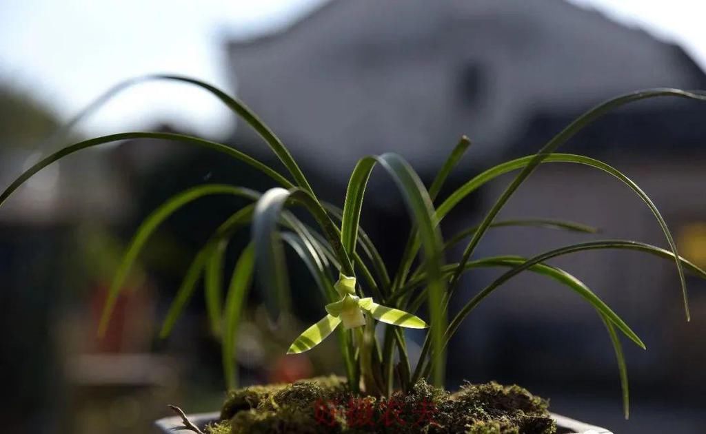 兰花几天浇一次水？3天浇一次，和15天浇一次有区别吗