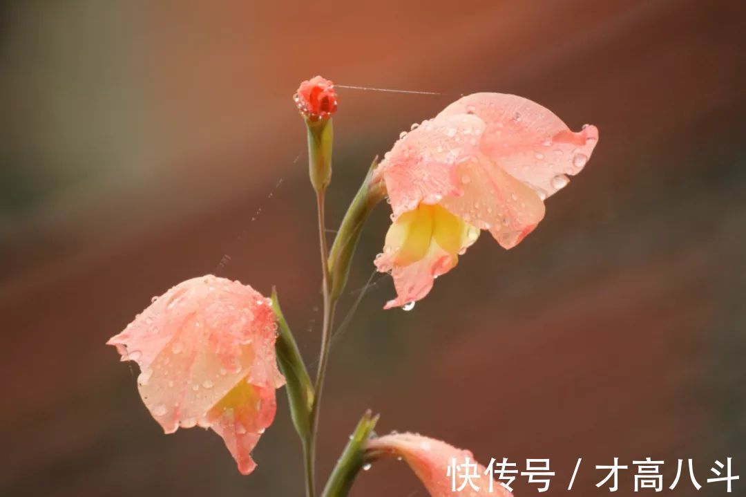 淮中晚泊犊头@20首春雨诗词，一朝春雨过，万物皆清明