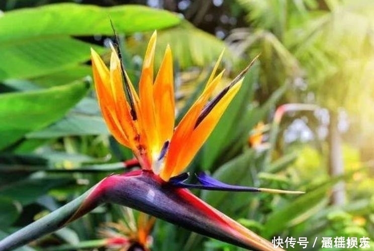 4种旺运花,吉祥添富贵,家里财运亨通,人见人爱!