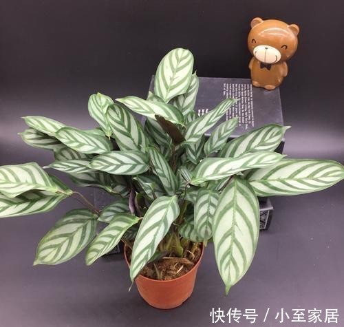典雅|超漂亮的观叶植物,家里养一盆,漂亮又典雅!