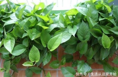 4种药片过期了也不能扔,拿来养花,既能增添营养又能杀菌消毒!