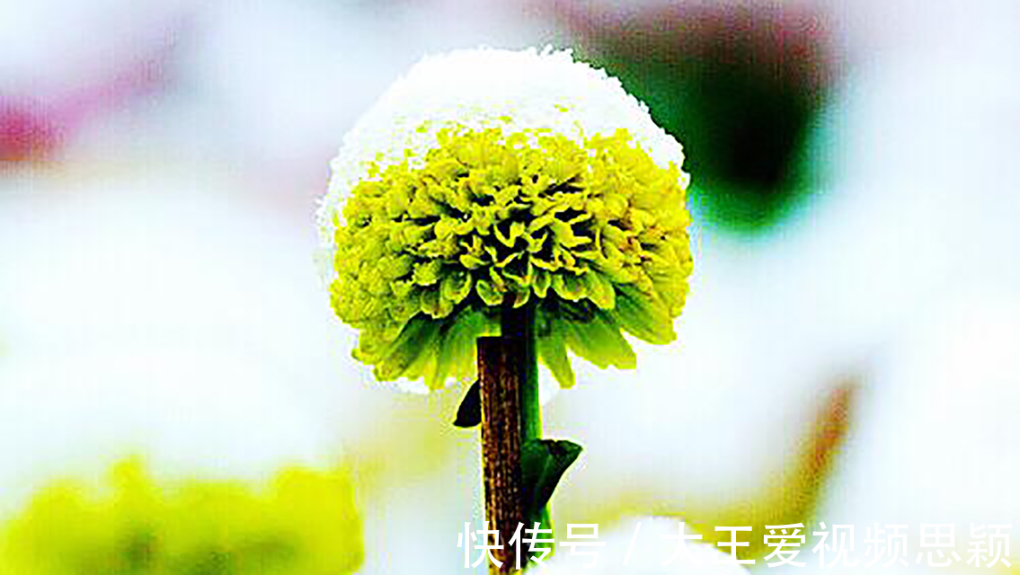 观沧海!他终身未娶,一首咏菊诗流传千古,其中14字大多数人都会背