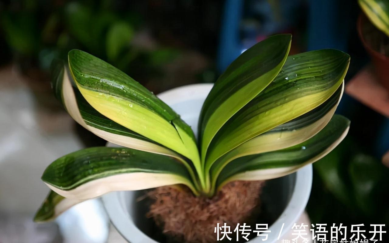 叶片|你家君子兰开花了吗?花期君子兰的养护技巧分享,照着做就行