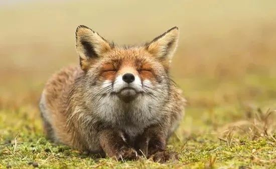 信仰|狐仙信仰的盛衰,从瑞兽沦为妖兽,如何一步步从神坛走向妖孽?