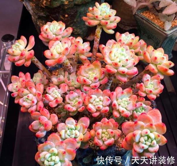 盘点6种适合新手的多肉，皮实好养颜值高，轻松养出好状态