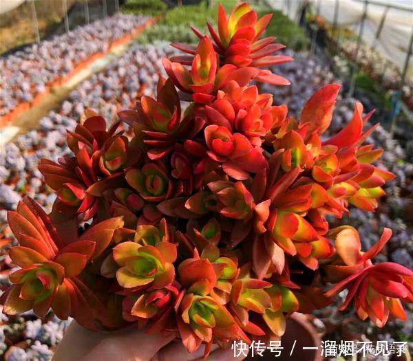 名字很美的多肉,一听名字就知道颜值高,好看又好养才是关键