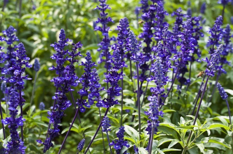 纳豆纳豆|脸色暗黄的女性,再穷也要买3种食物,不出1个月,皮肤掐出水