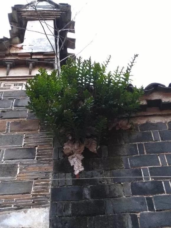 垂盆草|屋顶上的野草,人称“房神”,别再拔了,是福气!