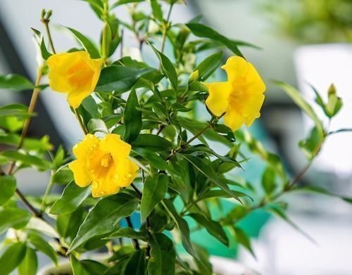 以前是公认的毒花,现在成了“网红花卉”,爱花人的阳台上常见到