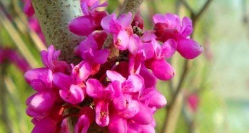 4种花很耐养，沾土就能活，开花爆盆很简单，家里变成小花园