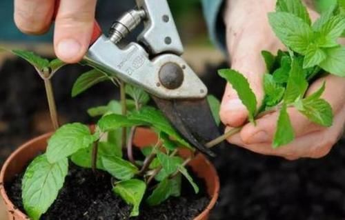 学会这些小技巧,养花扦插将成“小事一桩”