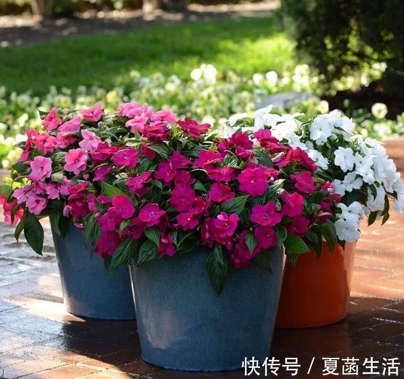 土壤肥力|家里的鸡蛋壳不要扔，拿来养花妙用多，现在知道还不晚！