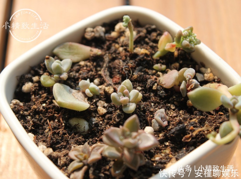 生根|多肉叶插出芽后,遵循“4字”原则,安全过渡,保命为主