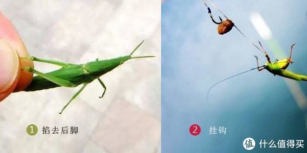 垂钓|想钓野生大草鱼，巧用蚂蚱出奇制胜，诱钓结合让草鱼“欲罢不能”