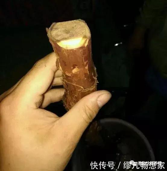 月季养成树，开花一团团，轻松开成大花球，阳台也能养得好！