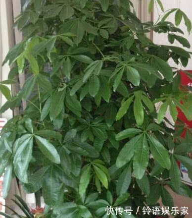 家养发财树,掌握关键几点,不黄叶不烂根,1年猛长半米高!