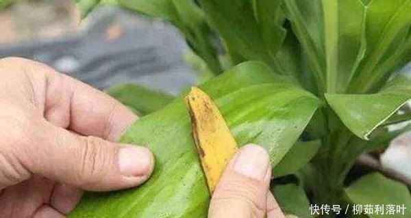 这2样厨余垃圾拿来养花,既能养叶又能强根催花