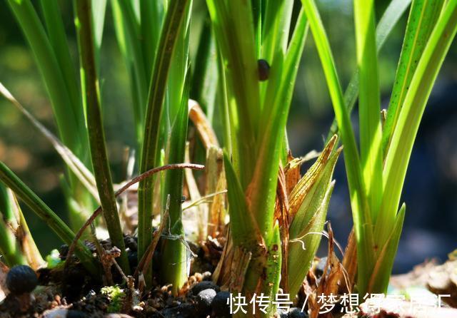 兰友|秋天养兰花最怕什么?犯了这3条禁忌,兰花就很难越冬