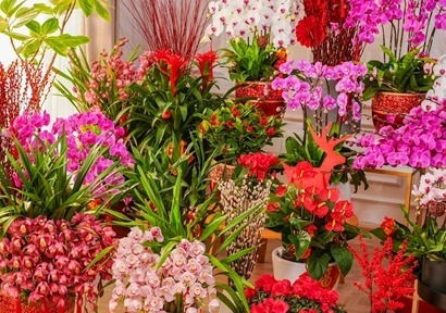 今年最流行的三种花,个个颜值爆表,关键开花多还不占地!