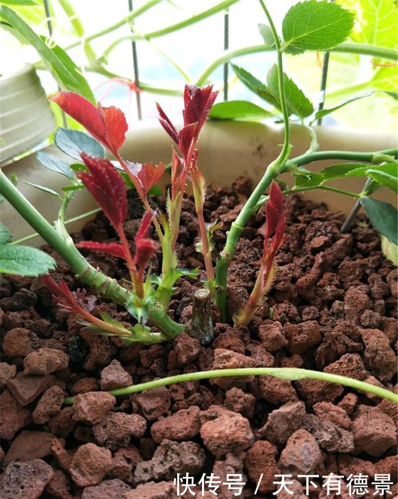 月季春天“压一下”,一个芽变成一排芽,花量多5倍,阳台高颜值