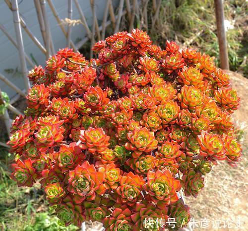 3种多肉植物,号称“爆崽小能手”,晒一晒上色美,容易群生爆崽