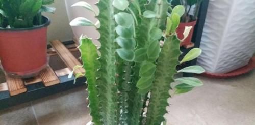 这三种花既好看又好养，是相当的耐旱，观赏价值还高