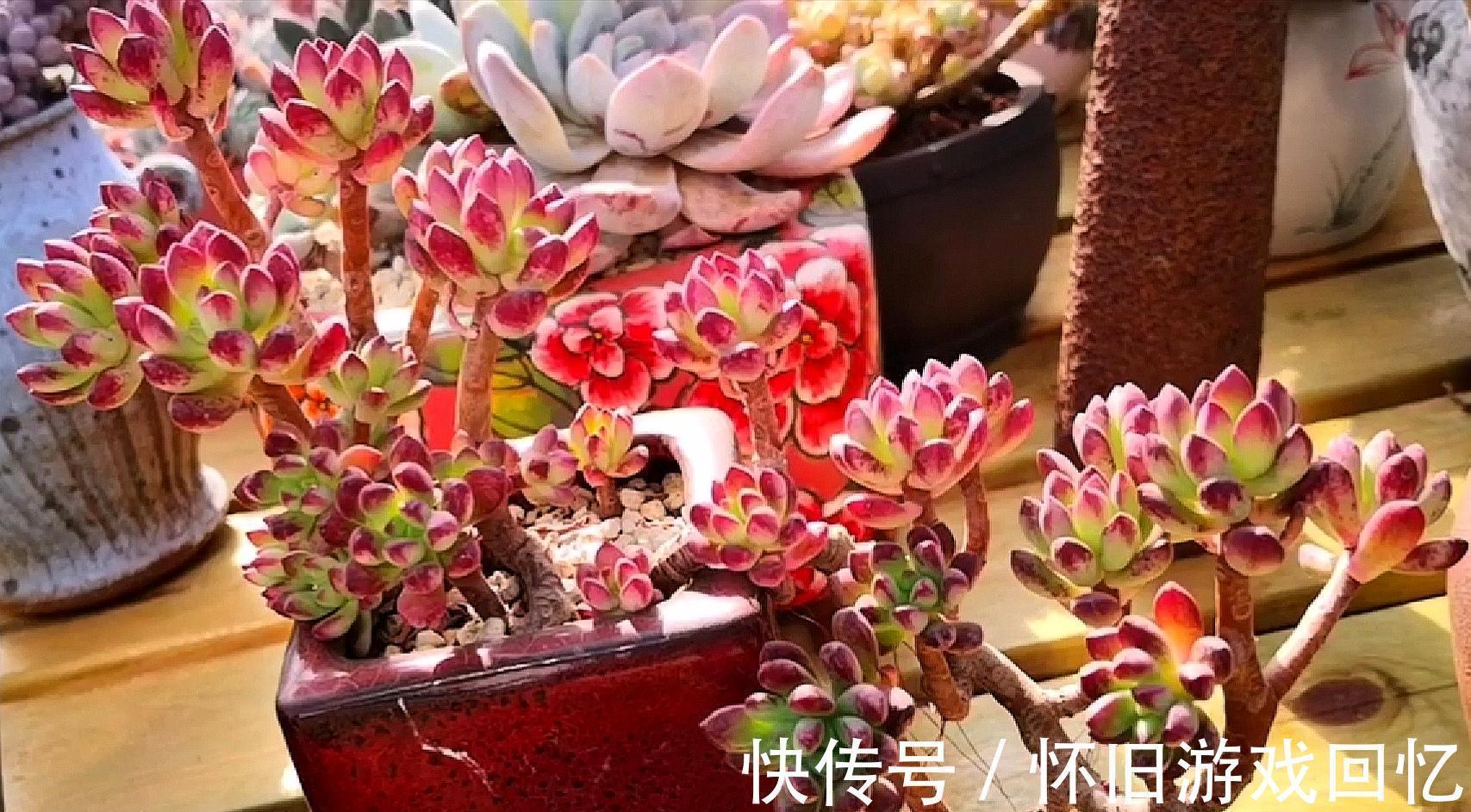 老桩|把多肉植物老桩养成艺术品,让你感受不一样的美