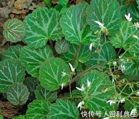 虎耳草|农村一植物，是治疗痔疮，冻疮的良药，市场上三十元一斤