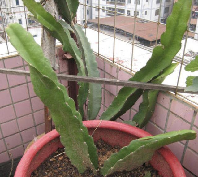 土壤里插“1根枝”，8天长出“小白根”，80天成“果树”，有价值