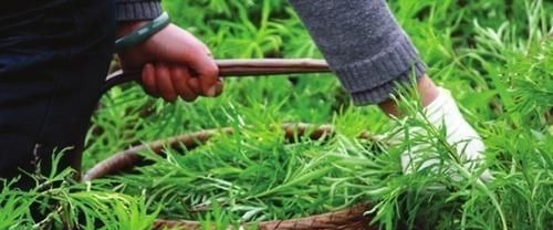 八卦洲|钙含量达牛奶7倍,过去拿去喂猪,如今成稀罕野菜,煎鸡蛋最美味